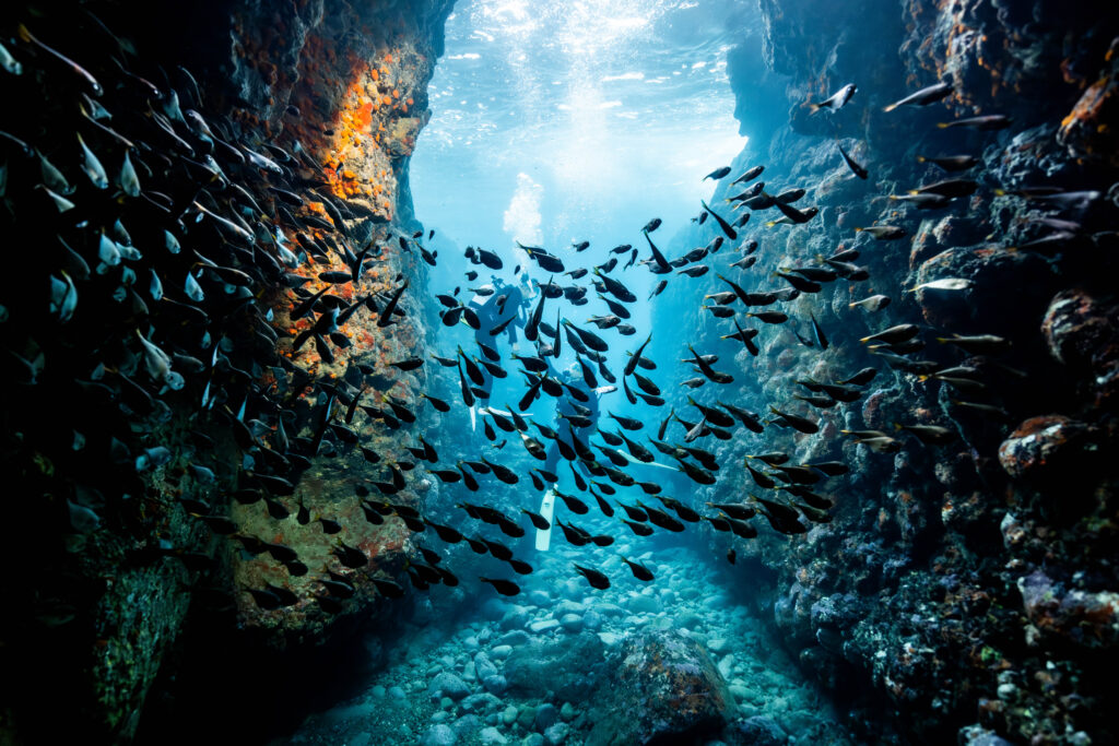 魚の群れと光に包まれる水中撮影